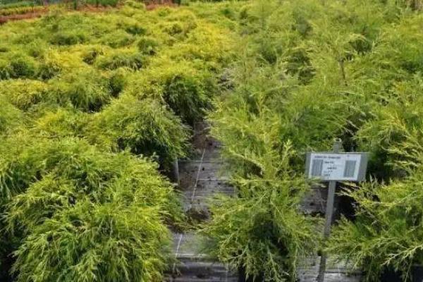苗圃公司起名大全：打造独特品牌的完美方案