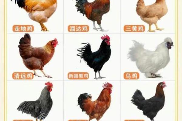 鸡起名大全：最受欢迎的鸡名字榜单