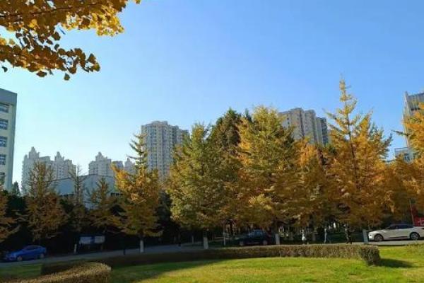 银杏命名大法：让你的公司名闪耀与众不同