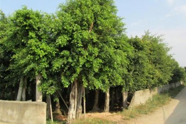 为什么榕字属于五行中的这个属性? 为什么榕字属于五行中的这个属性?