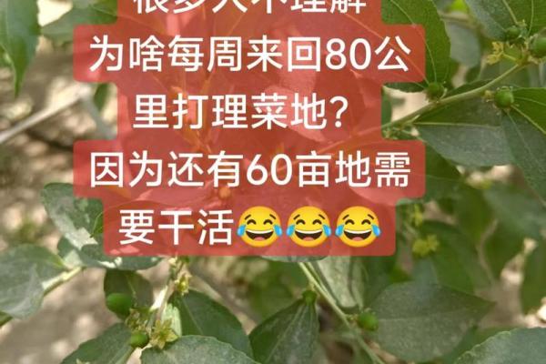 揭秘田园土命：你的命中注定田园生活？