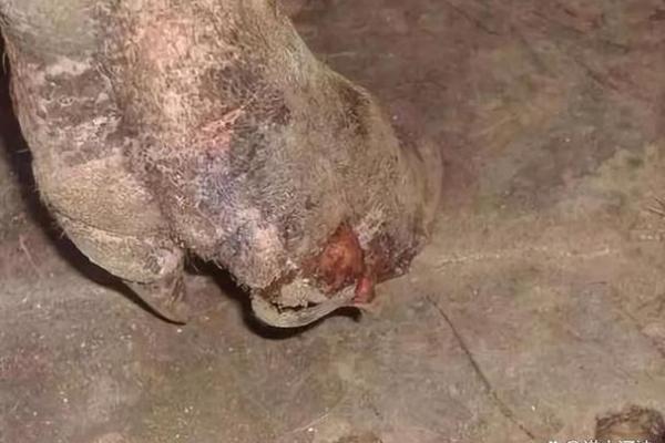 己亥年揭秘：病猪命背后的惊人真相