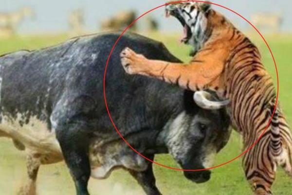 虎牛相配,魅力无限 虎牛相配,魅力无限