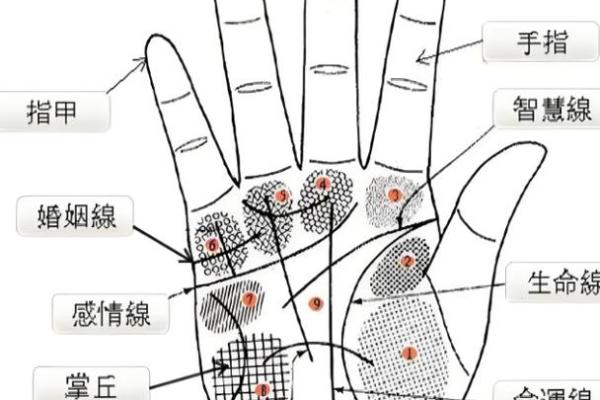 手相圆圈揭秘:揭秘你的运势和属相 手相圆圈揭秘:揭秘你的运势和属相