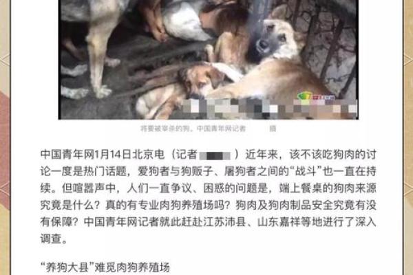 猪狗能相配吗？专家解读背后的科学奥秘