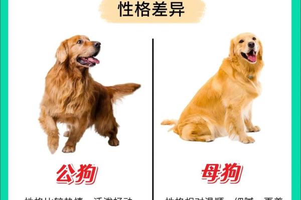 猪狗能相配吗？专家解读背后的科学奥秘