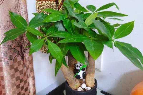 家居风水树：揭秘提升家居运势的绿色守护神