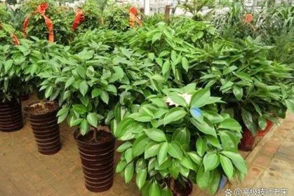 家居风水树：揭秘提升家居运势的绿色守护神